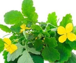celandine to treat nail fungus